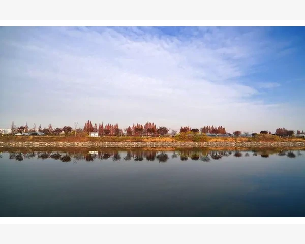 化痰喝橄榄水：中医护理痰湿不离，舒缓呼吸为您带来好处